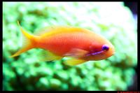 Lyretail Anthias female Thumbnail