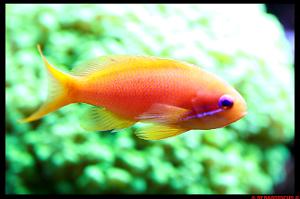 Lyretail Anthias female Thumbnail