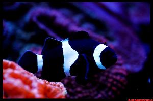 Black Ocelaris Clownfish Thumbnail