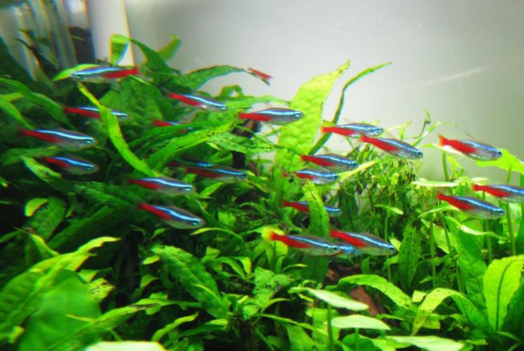 Neon Tetra / Paracheirodon innesi 1218