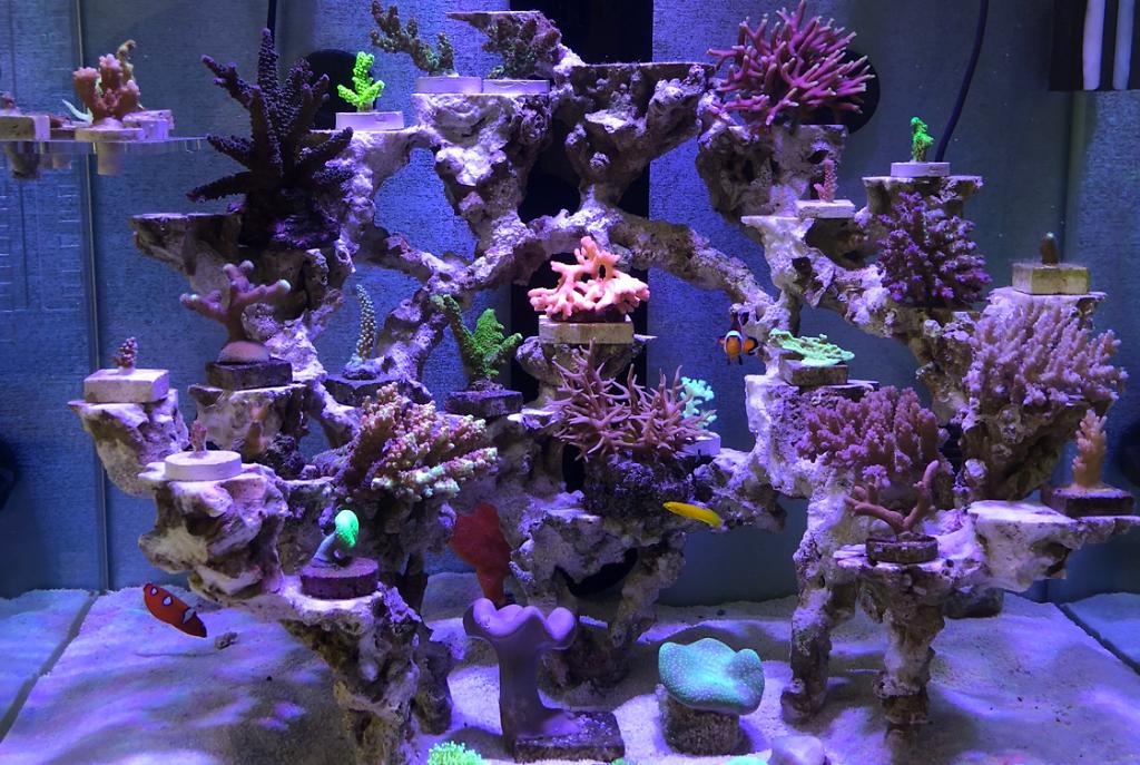 60 reef tank on Apr 4, 2018