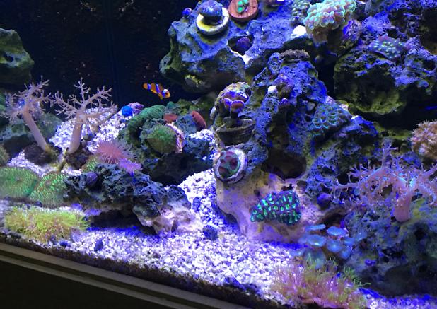 Reef 60x40x40 on Apr 5, 2018