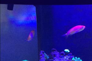 Ignitus Anthias Thumbnail