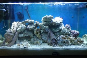 Reef Tank Thumbnail