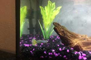 Green Cobra Delta Guppy Thumbnail