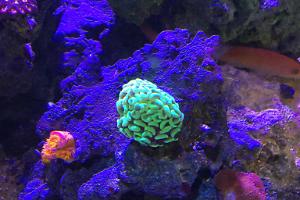 BRANCHING HAMMER CORAL -NEON GREEN EUPHYLLIA SP Thumbnail