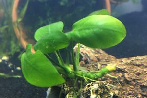 Anubias nana Thumbnail