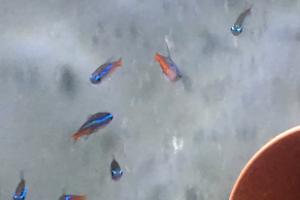 Neon tetra Thumbnail