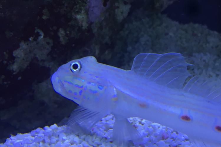 Sleeper Striped Goby / Valenciennea longipinnis 21