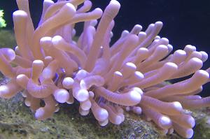 Plate Coral, Long Tentacle Thumbnail