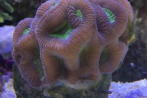 Brain coral Thumbnail