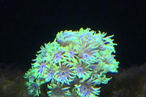 Coral Thumbnail