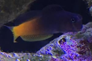 Bicolor Blenny Thumbnail