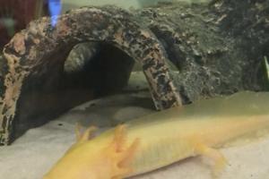 Golden Albino Axolotl Thumbnail