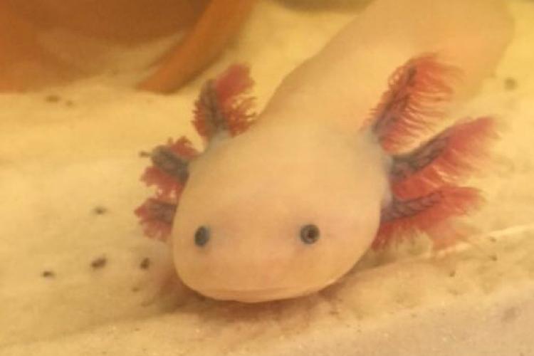 Axolotl / Ambystoma mexicanum 122