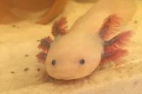 Axolotl Thumbnail