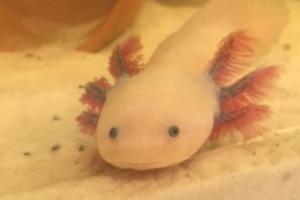 Leucistic Axolotl Thumbnail