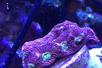 Red Green war coral Thumbnail