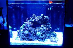 50g Reef Thumbnail