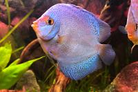 Discus Blue Thundersnakeskin Thumbnail