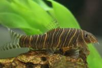 Zebra Loach Thumbnail