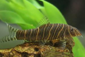 Zebra Loach Thumbnail