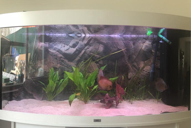 Mijn Discus Aquarium on Apr 14, 2018