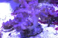 Cauliflower Colt Coral Thumbnail