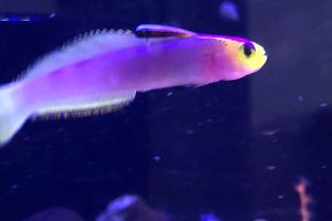 Helfrichi Firefish Thumbnail