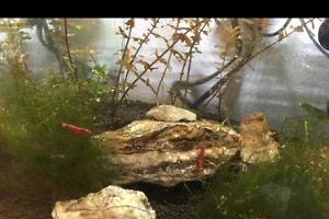 Red Cherry Shrimp Thumbnail