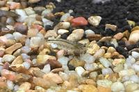 Japonica Amano Shrimp Thumbnail