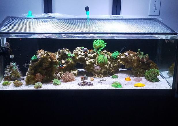 34 frag reef tank  on Apr 16, 2018