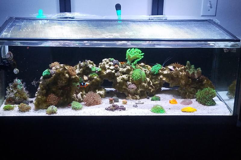 34 frag reef tank  Thumbnail