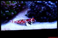 Scooter Blenny red Thumbnail