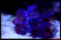 Maxima Clam Thumbnail