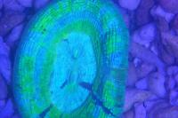 Aussie blue/green Trachyphyllia Brain Coral