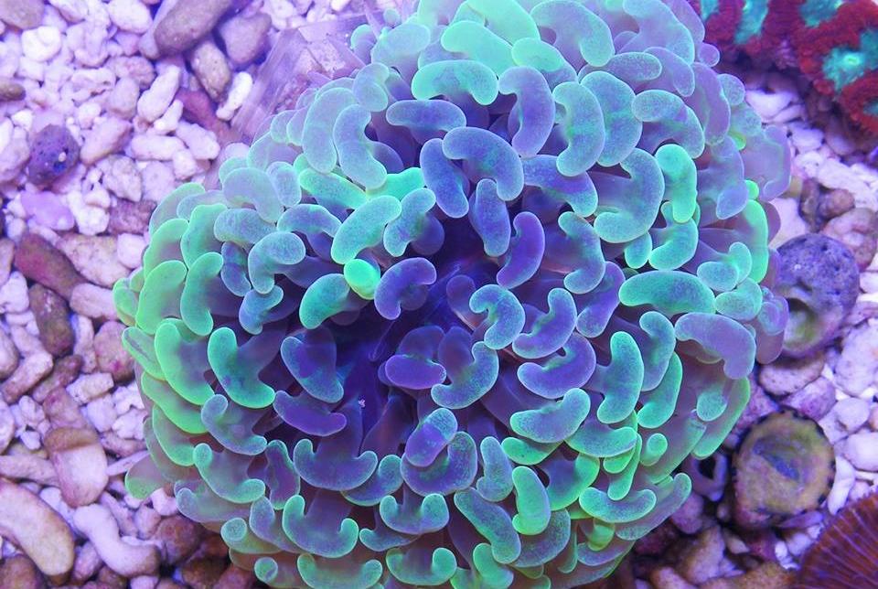 Aussie Multicolor  hammer coral