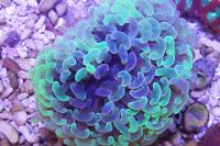 Aussie Multicolor  hammer coral