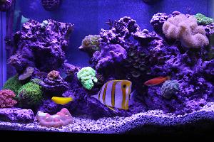 OnlyTono's 50 Gallon Thumbnail