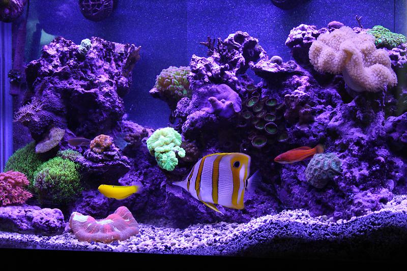 OnlyTono's 50 Gallon Thumbnail