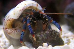 Blue Legged Hermit Crab