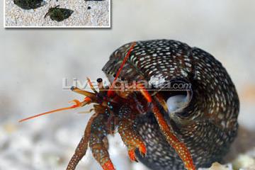 Mexican Red Leg Hermit Crab / Clibanarius digueti 230