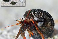 Mexican Red Leg Hermit Crab Thumbnail