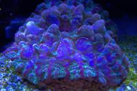 Button Coral Cynarina Thumbnail