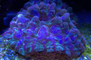 Button Coral, Cynarina Thumbnail