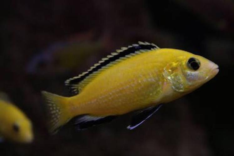 Electric Yellow Cichlid / Labidochromis caeruleus 188