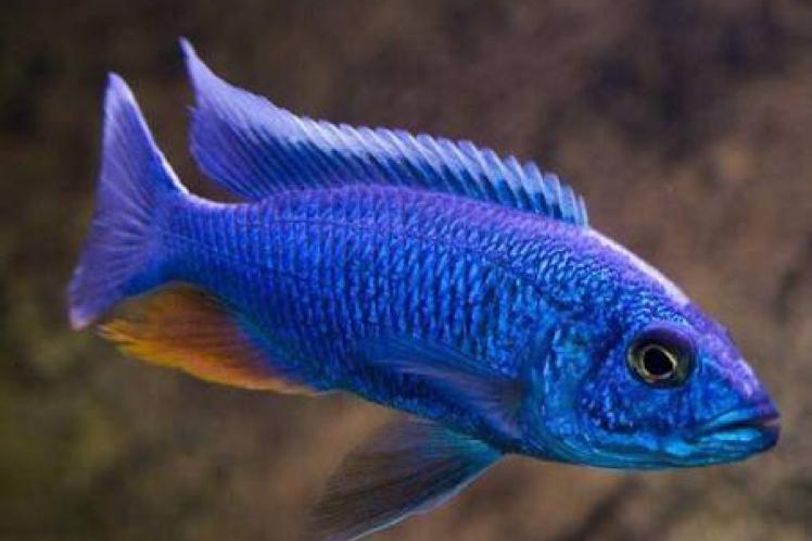 Electric Blue Cichlid / Sciaenochromis fryeri 15