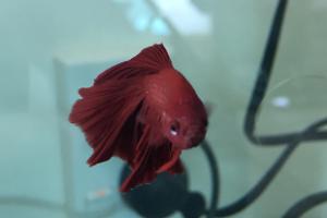 Betta Thumbnail