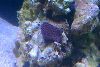 Brain Coral Pineapple Thumbnail