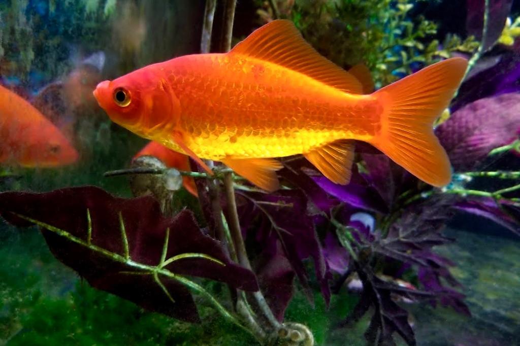 Goldfish / Carassius auratus 599